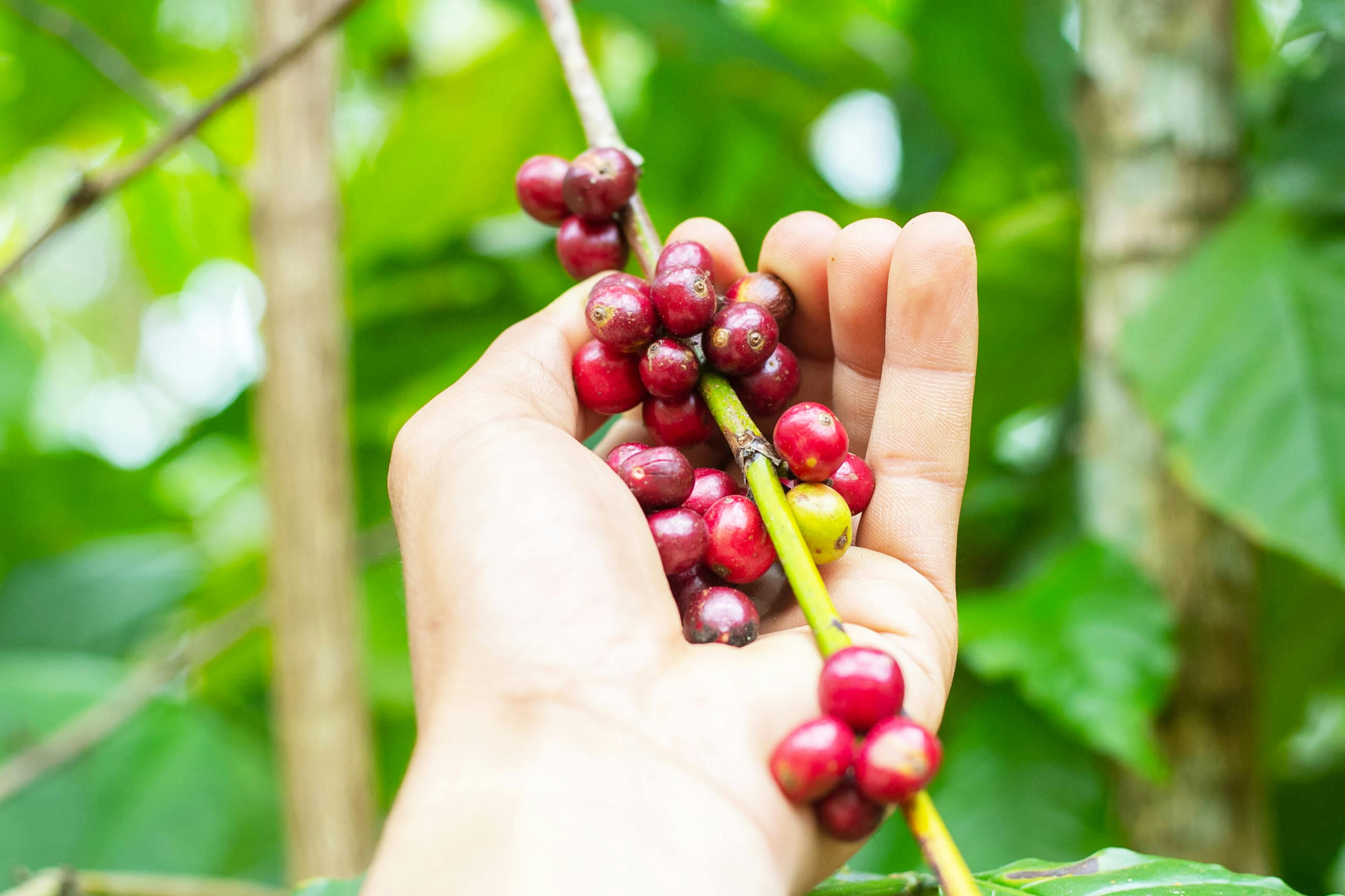 Planning Your Hawaiian Coffee Farm Tour