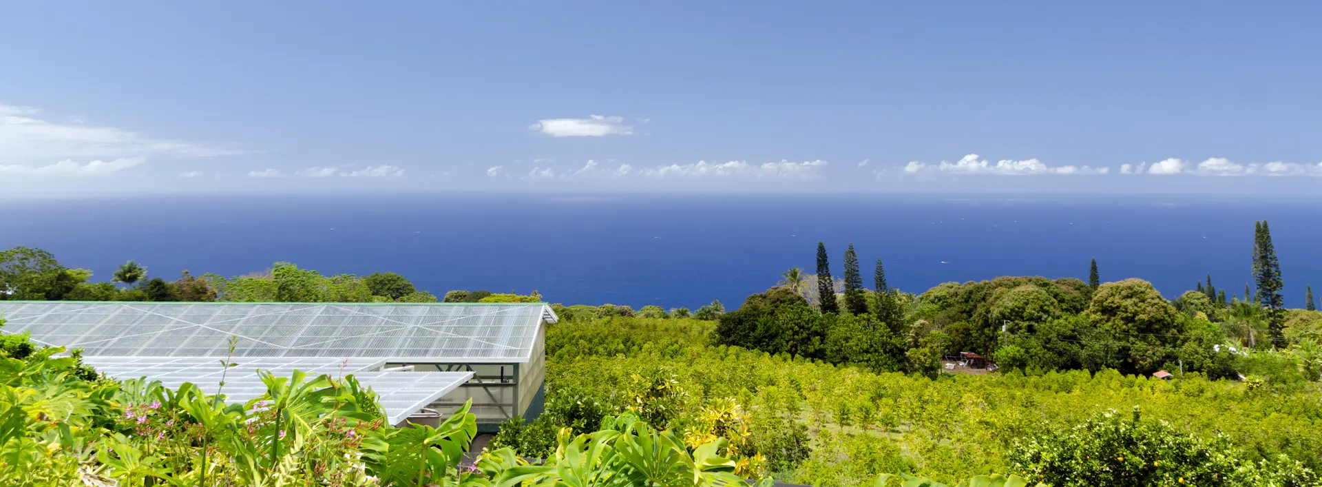Hawaiian coffee farm overlooking the Pacific Ocean